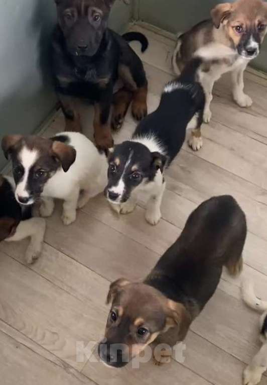 Собаки в Липецке: Щенки из приюта даром Девочка, Бесплатно - фото 7