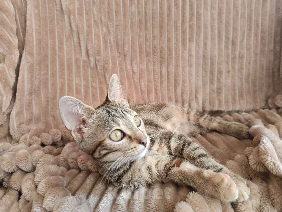 Кошки в Москве: Маленькое чудо ищет дом Девочка, Бесплатно - фото 8