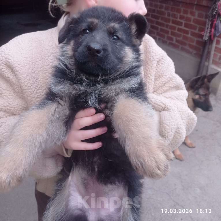 Собаки в других городах Краснодарского края: Восточноевропейская овчарка Девочка, 10 000 руб. - фото 10