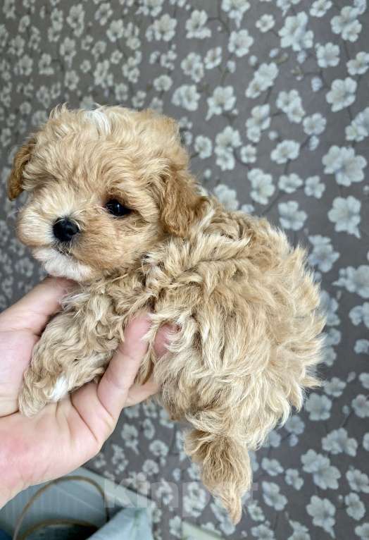 Собаки в Москве: Мальтипу девочка микро Девочка, 200 000 руб. - фото 5