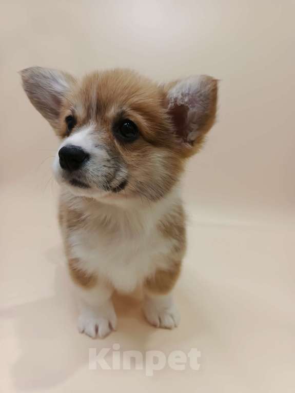 Собаки в Москве: Чипса. Щенок вельш корги пемброк  Девочка, 60 000 руб. - фото 3