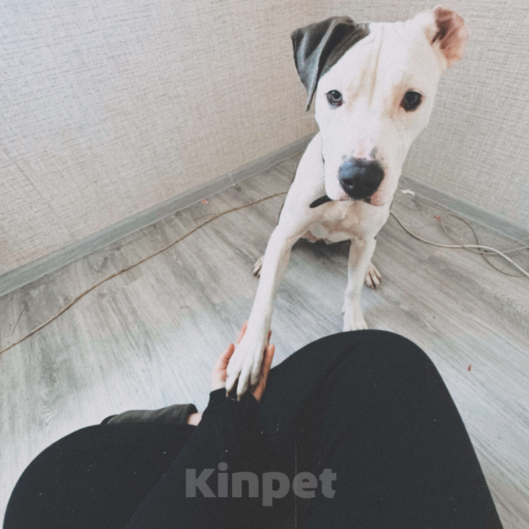 Собаки в Санкт-Петербурге: Фанта Девочка, 10 000 руб. - фото 2