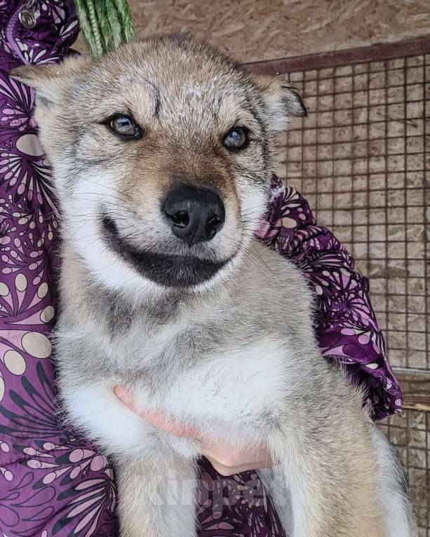 Собаки в Рязани: Щенок мальчик волчьей собаки Мальчик, 100 000 руб. - фото 4