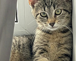 Кошки в Санкт-Петербурге: Котëнок в добрые руки Девочка, Бесплатно - фото 2