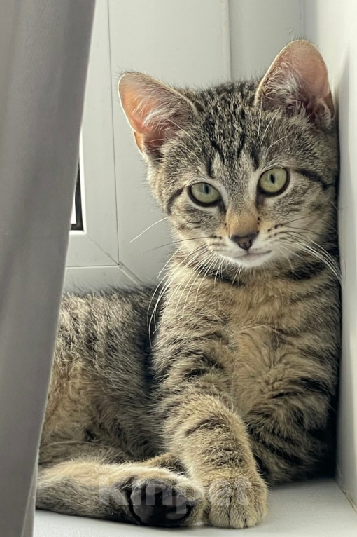 Кошки в Санкт-Петербурге: Котëнок в добрые руки Девочка, Бесплатно - фото 2