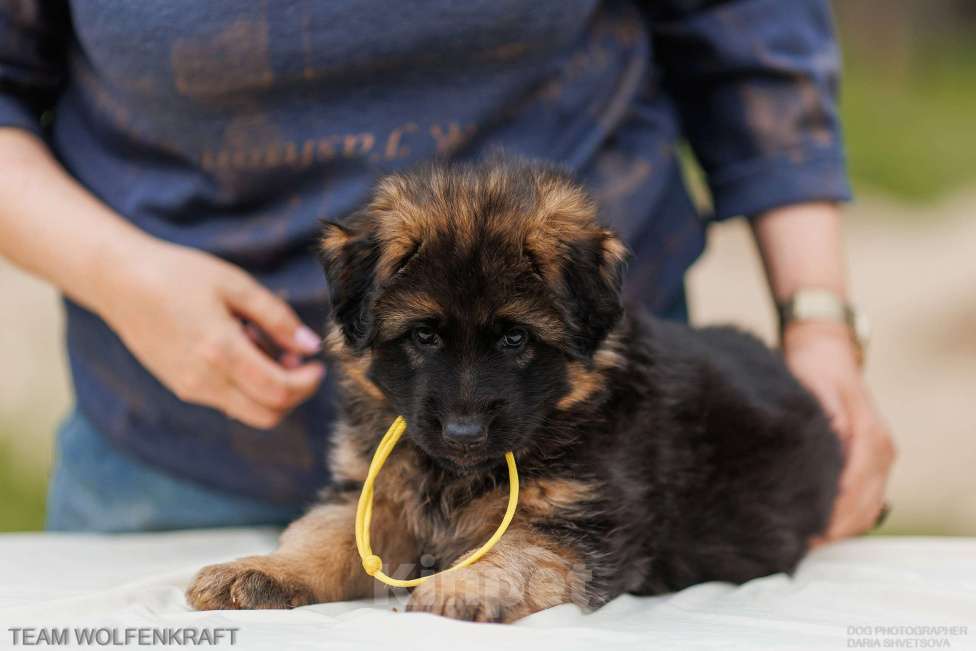 Собаки в Волгограде: Длинношерстная немецкая овчарка Разнополые, Бесплатно - фото 5