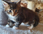 Кошки в Лянторе: Котенок мейнкун, 30 000 руб. - фото 7
