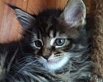 Кошки в Ливны: Котята мейн-кун, 55 000 руб. - фото 5