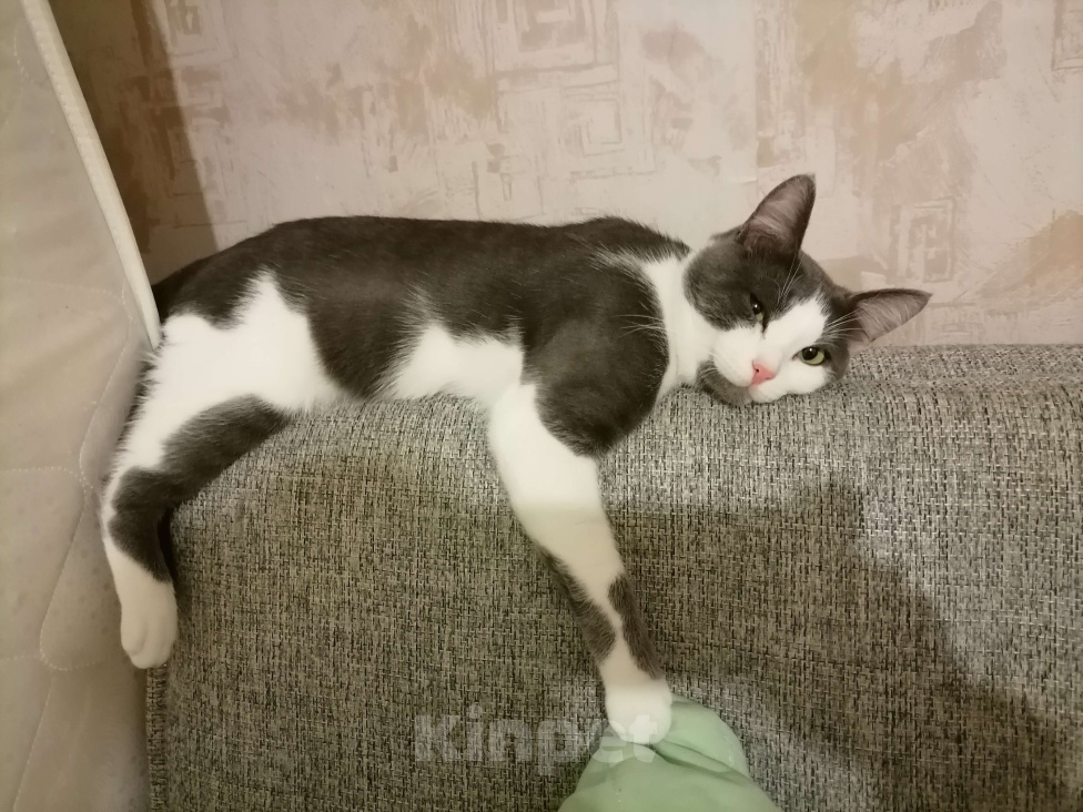 Кошки в Долгопрудном: Взрослый кот вязка Мальчик, Бесплатно - фото 6