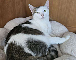 Кошки в Санкт-Петербурге: Кошка ищет дом Девочка, Бесплатно - фото 2