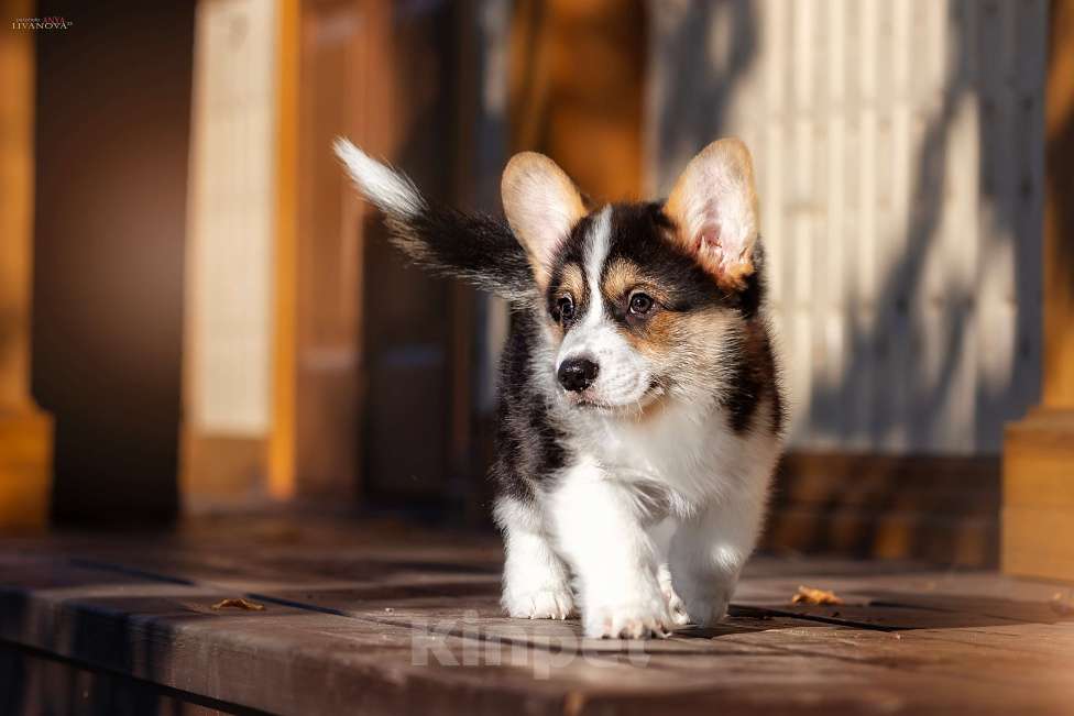 Собаки в Рыбинске: Продаю щенка вельш корги пемброк Мальчик, Бесплатно - фото 2