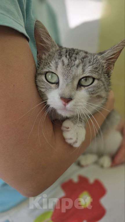 Кошки в Москве: Полынька — ангел в кошачьем обличье! Девочка, Бесплатно - фото 3