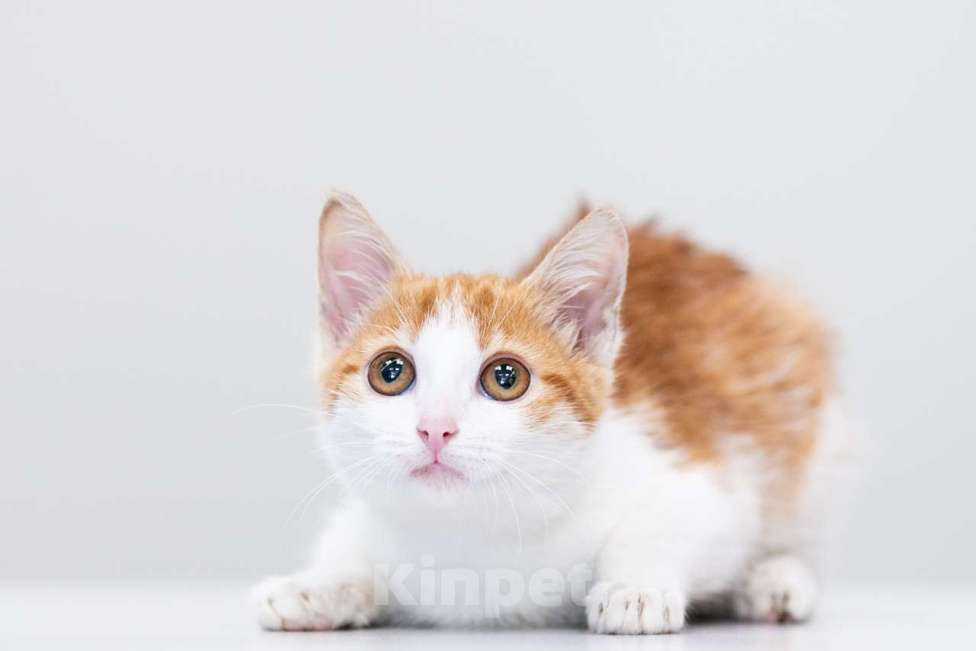 Кошки в Москве: Мюсля Девочка, Бесплатно - фото 5