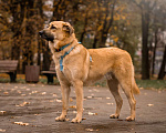 Собаки в Москве: Собака в добрые руки бесплатно Москва Мальчик, Бесплатно - фото 5
