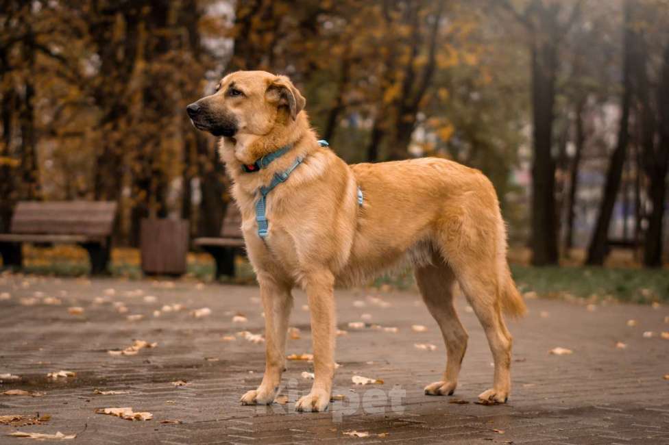 Собаки в Москве: Собака в добрые руки бесплатно Москва Мальчик, Бесплатно - фото 5