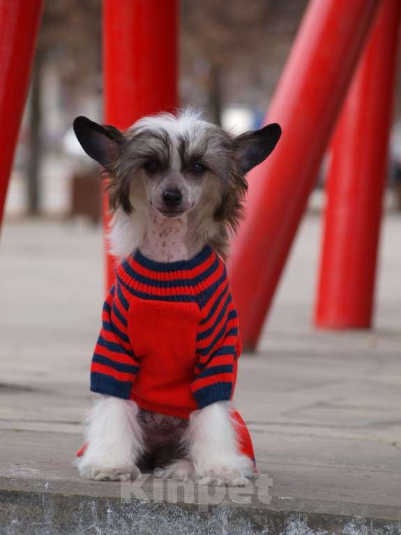 Собаки в Липецке: Небольшой голый мальчик Мальчик, 50 000 руб. - фото 2