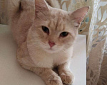 Кошки в Москве: Персиковый нежный котик Кексик🌸 Мальчик, Бесплатно - фото 4