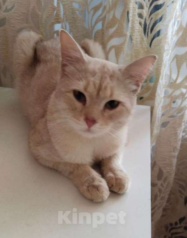 Кошки в Москве: Персиковый нежный котик Кексик🌸 Мальчик, Бесплатно - фото 4