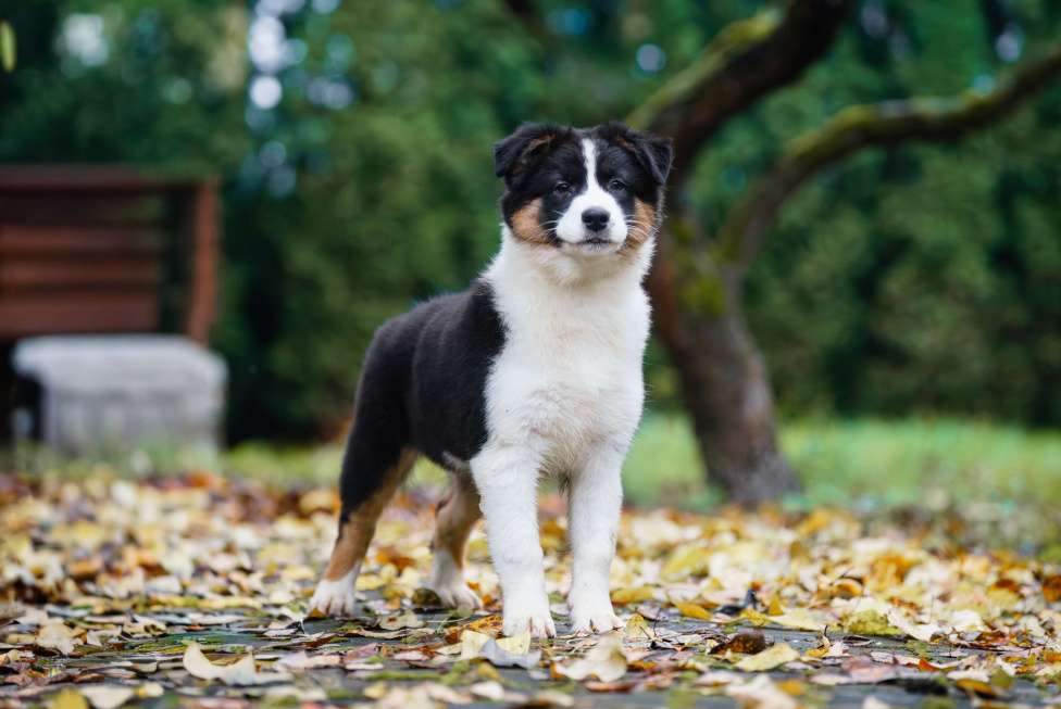 Собаки в Звенигороде: Австралийская овчарка девочка Девочка, 50 000 руб. - фото 7