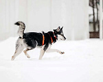Собаки в Москве: Статный красавец Джой ищет дом. Мальчик, Бесплатно - фото 5