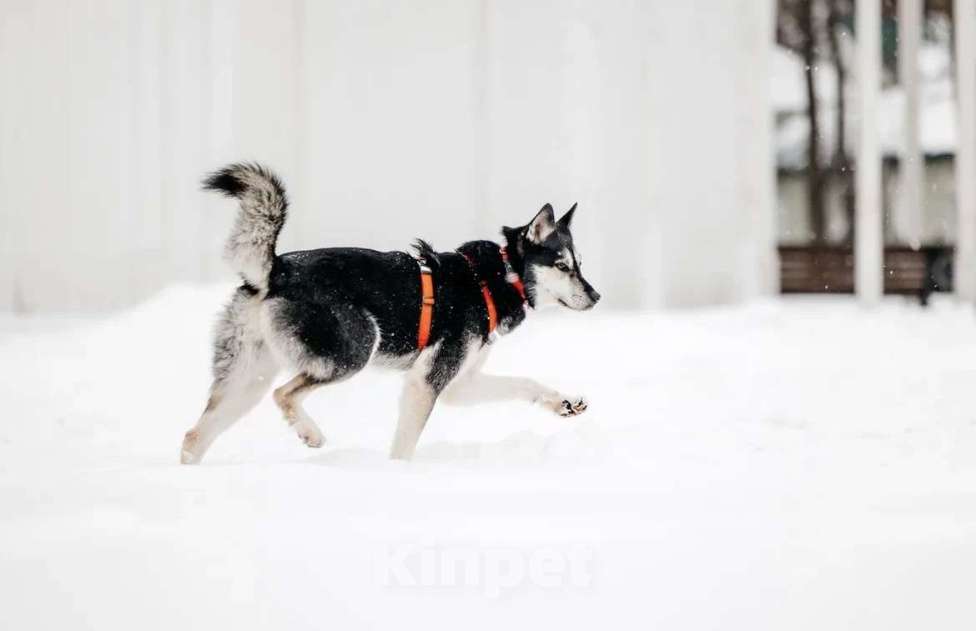 Собаки в Москве: Статный красавец Джой ищет дом. Мальчик, Бесплатно - фото 5