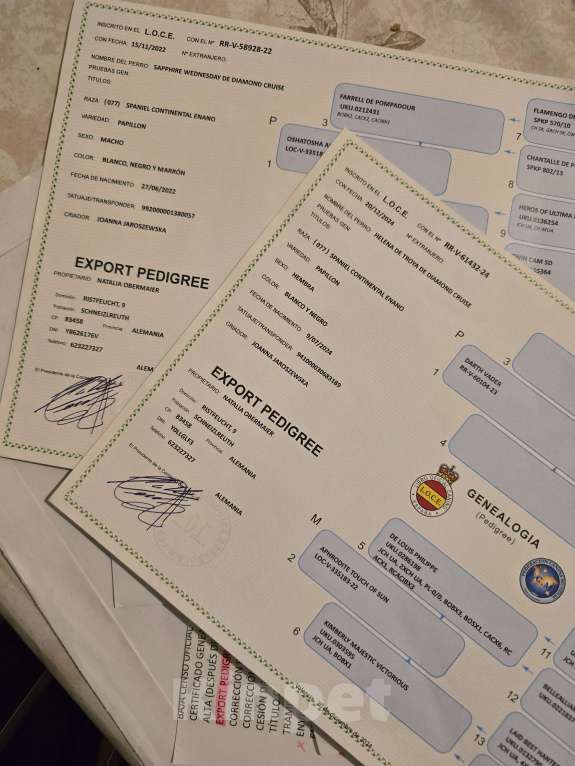 Собаки в других городах Московской области: Щенки Папильон с родословной европейских чемпионов  Мальчик, Бесплатно - фото 5