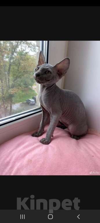 Кошки в Раменском: Котенок Девочка, 30 000 руб. - фото 2