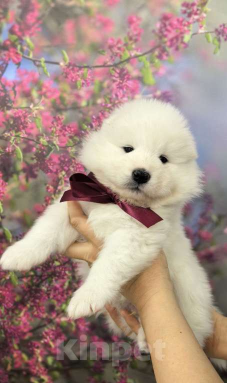 Собаки в Саяногорске: Щенки самоеда Мальчик, 70 000 руб. - фото 1