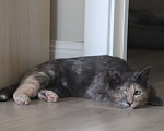 Кошки в Москве: Особенная кошечка ищет своего человека Девочка, Бесплатно - фото 7