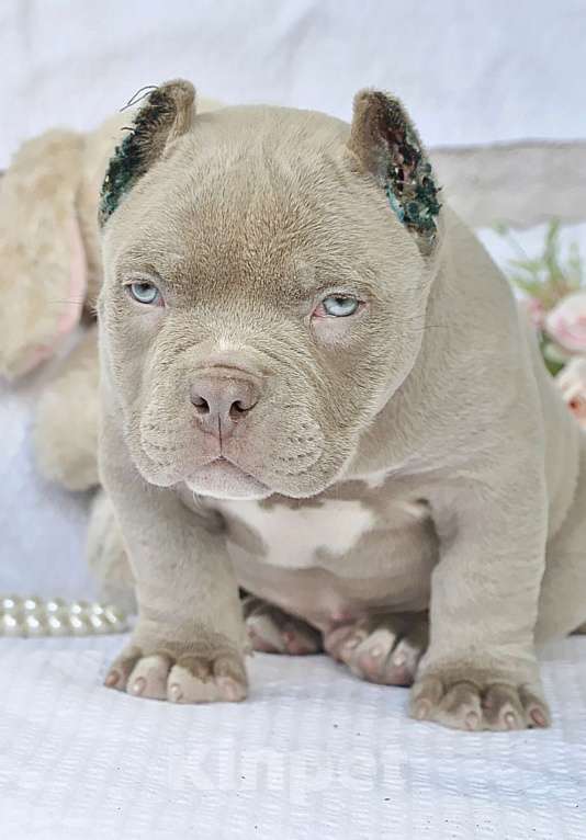 Собаки в Москве: Мажор Мальчик, 150 000 руб. - фото 2