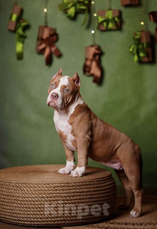 Собаки в Пикалево: Американский булли щенок Девочка, 80 000 руб. - фото 2