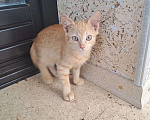 Кошки в Москве: Котенок Абрикос и Персик  2,5 месяца - лучик Крымского солнышка  Мальчик, Бесплатно - фото 2