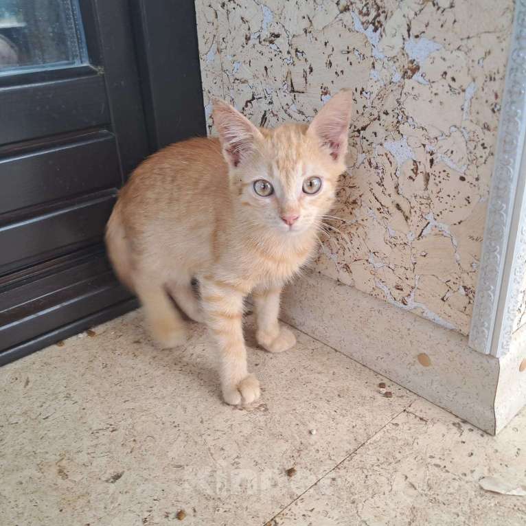 Кошки в Москве: Котенок Абрикос и Персик  2,5 месяца - лучик Крымского солнышка  Мальчик, Бесплатно - фото 2