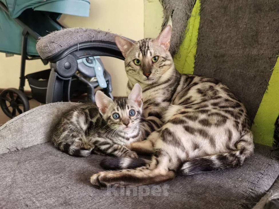 Кошки в Ивантеевке: D001 Девочка, 35 000 руб. - фото 4