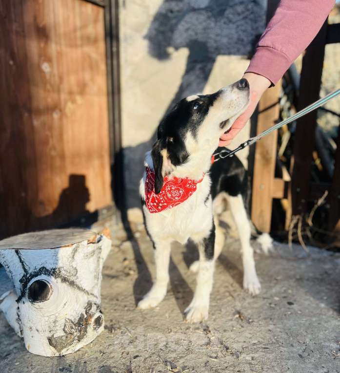 Собаки в Москве: Щенок в добрые руки  Мальчик, Бесплатно - фото 5