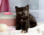 Кошки в Мурином: Британская кошечка окраса черный черепаховый Девочка, 30 000 руб. - фото 3