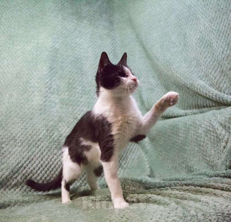 Кошки в Москве: Мия, слепая героиня Девочка, Бесплатно - фото 3