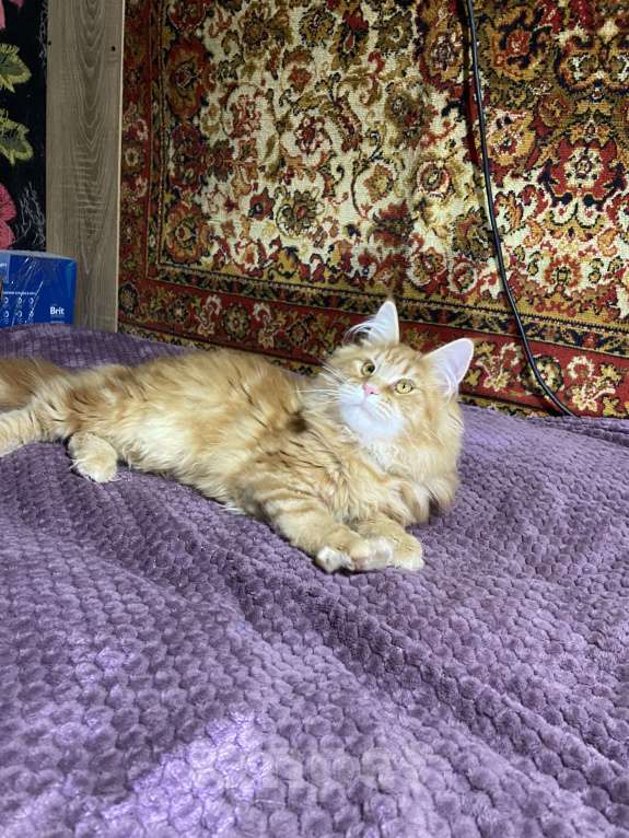 Кошки в Москве: Рыжая красотка мейн-кун Девочка, 35 000 руб. - фото 3