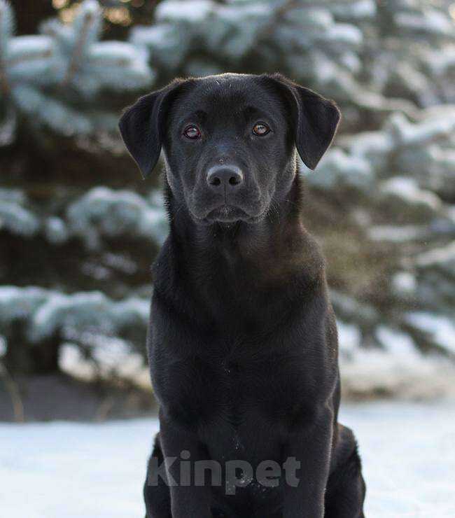 Собаки в Москве: Грей ищет семью Мальчик, Бесплатно - фото 3