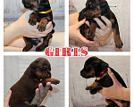 Собаки в Москве: Элитные щенки добермана Девочка, Бесплатно - фото 3