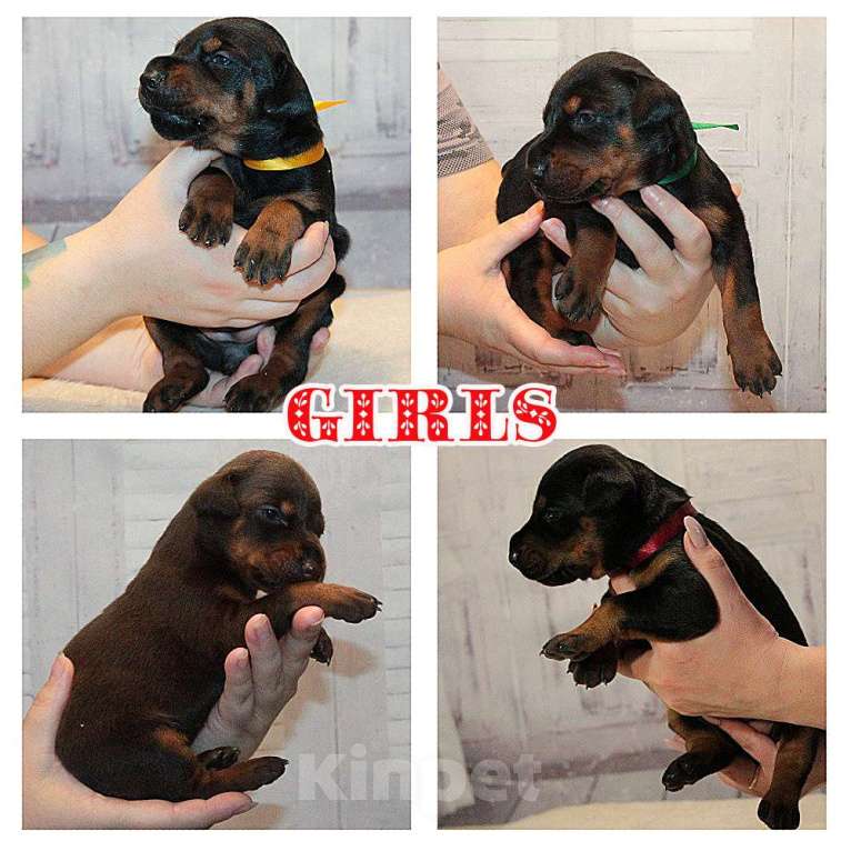 Собаки в Москве: Элитные щенки добермана Девочка, Бесплатно - фото 3