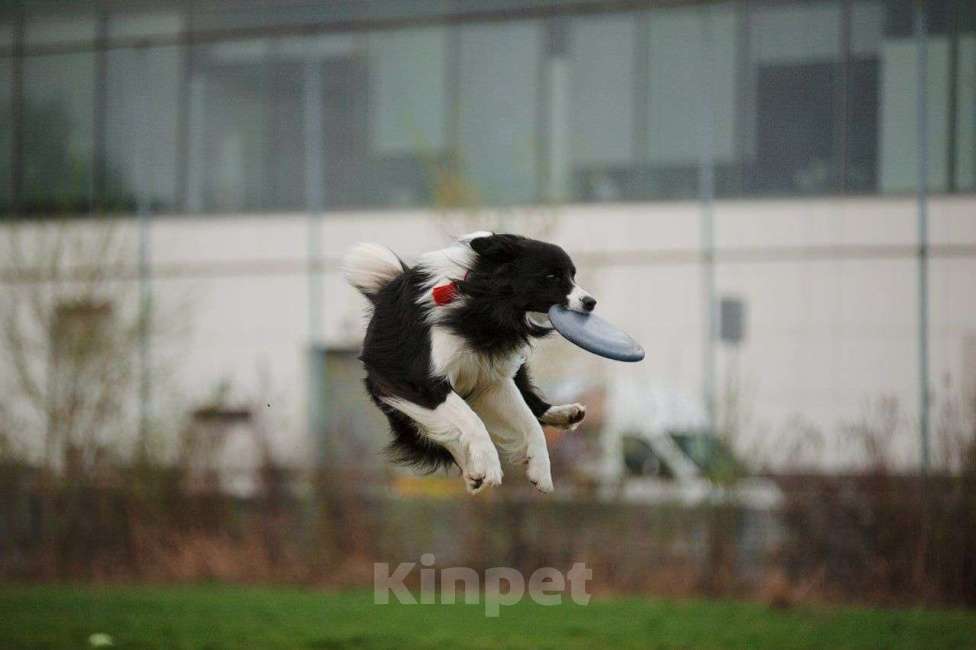 Собаки в Москве: Девочка (сука) бордер-колли: послушна и очень перспективна в аджилити Девочка, 130 000 руб. - фото 6