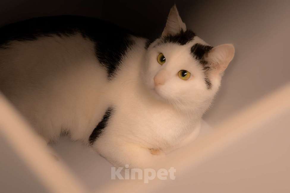 Кошки в Москве: Саввушка — будущая звезда интернета и вашей семьи! Мальчик, 888 руб. - фото 7