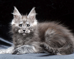 Кошки в Видном: Ласковый мальчишка мейн-кун  Мальчик, 95 000 руб. - фото 8
