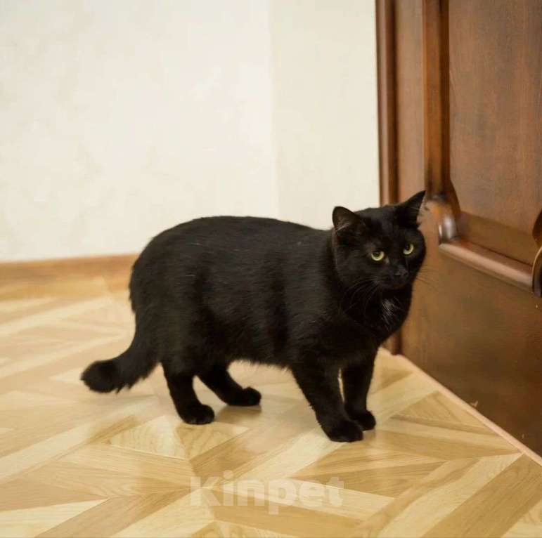 Кошки в Москве: Брюс Мальчик, Бесплатно - фото 4