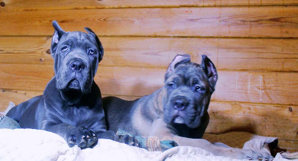 Собаки в Москве: Мальчик и девочка Мальчик, 90 000 руб. - фото 4