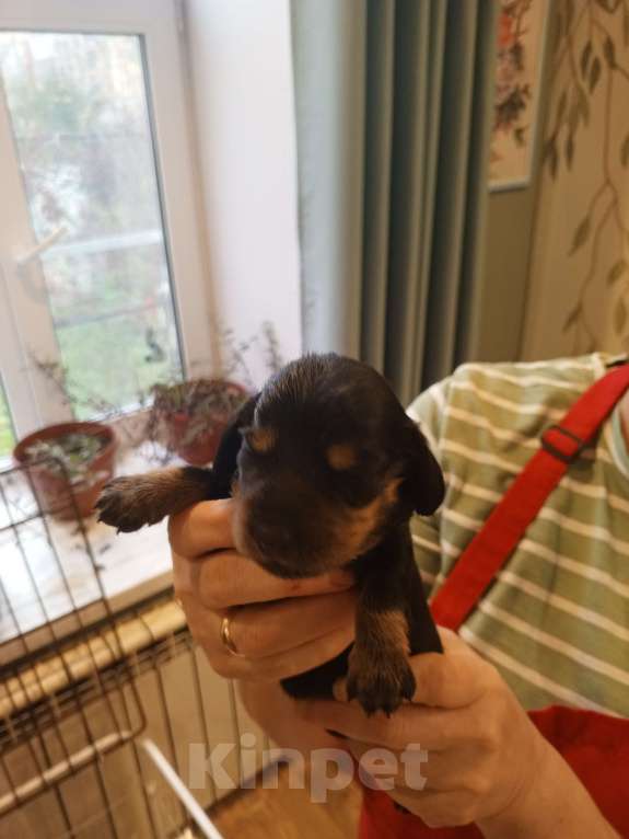 Собаки в Санкт-Петербурге: Щенок карликовой таксы короткощерстной, мальчик. Мальчик, 15 000 руб. - фото 3