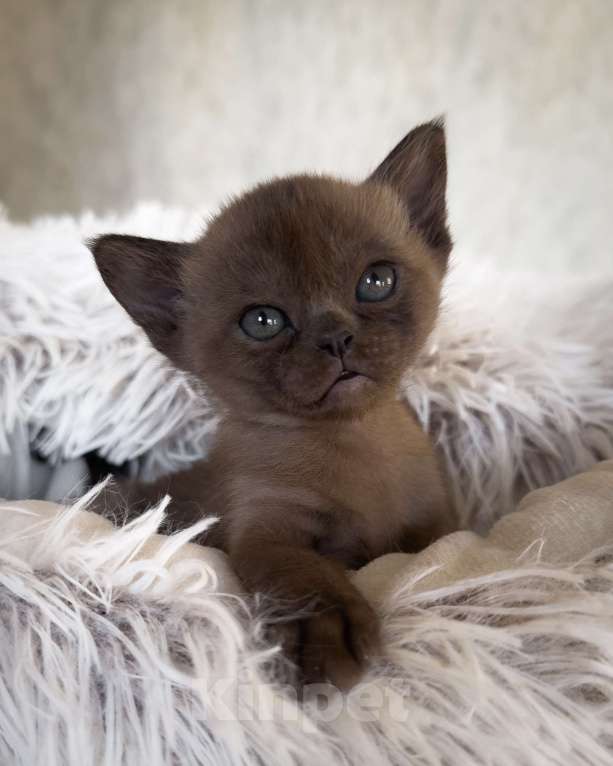 Кошки в Санкт-Петербурге: Бурма девочка из питомника бурм в С-ПБ BURHOUSE Девочка, 90 руб. - фото 1