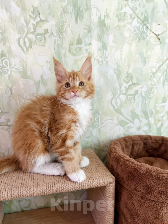 Кошки в Москве: Котёнок мейн кун Девочка, Бесплатно - фото 1