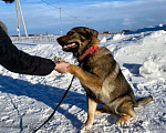 Собаки в Санкт-Петербурге: Уникальная собака ищет дом Мальчик, Бесплатно - фото 6